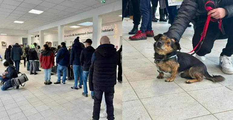  KTOZ Schronisko en Cracovia, donde cientos de personas vinieron a adoptar perros de forma permanente o temporal para sacarlos del oeste. cr&eacute;dito KTOZ Schronisko 