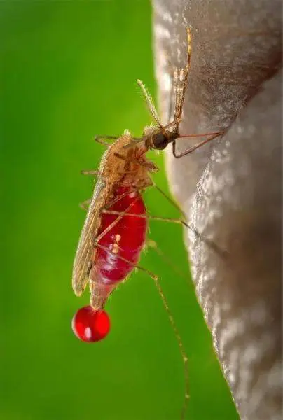  Fuente: Pixabay<br>Mosquito transmisor de la malaria 
