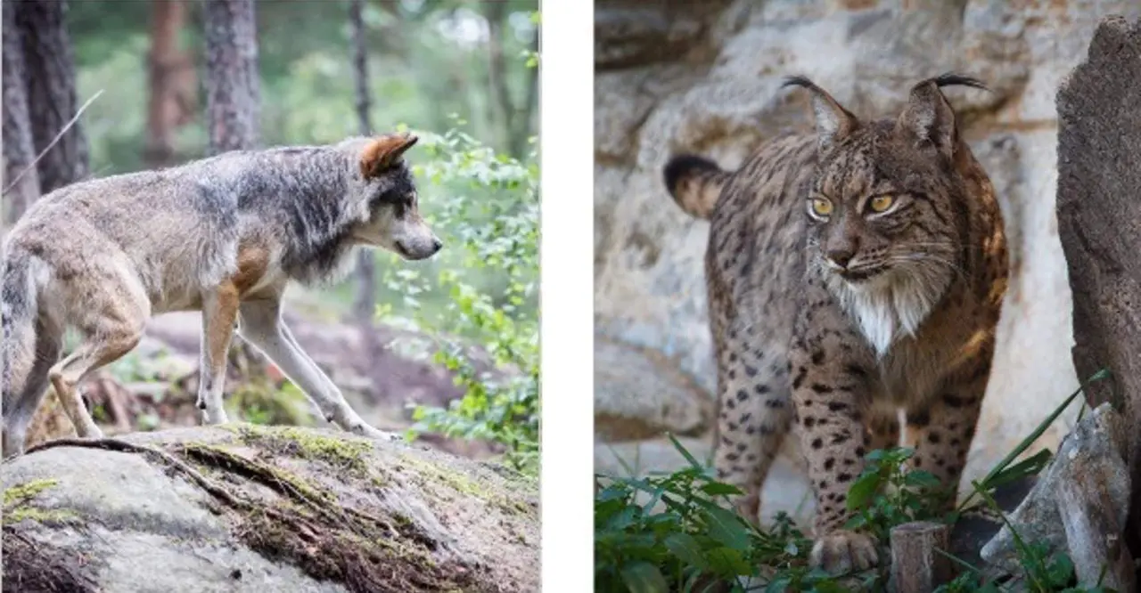  La Estaci&oacute;n Biol&oacute;gica de Do&ntilde;ana trabaja, entre otras muchas otras l&iacute;neas de investigaci&oacute;n, en gen&eacute;tica de la conservaci&oacute;n de dos especies emblem&aacute;ticas de la Pen&iacute;nsula, el lobo ib&eacute;rico y el lince ib&eacute;rico. - CSIC 