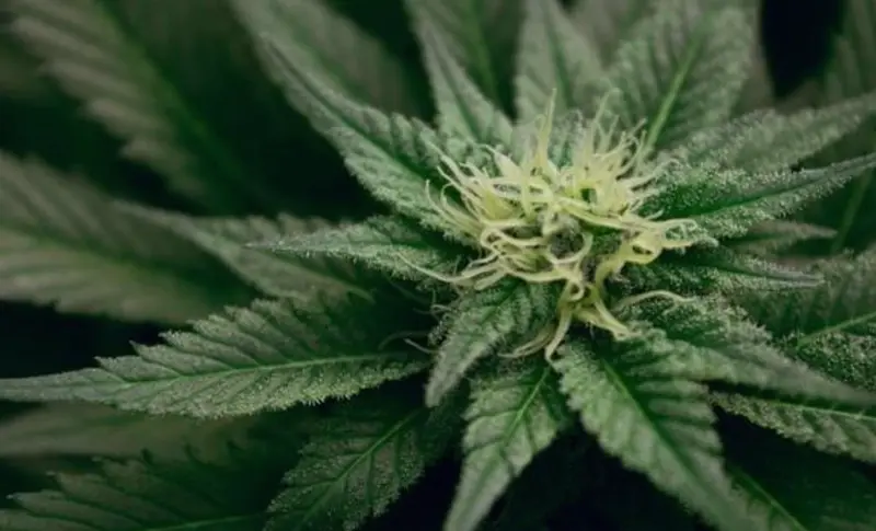  Archivo - Los investigadores de UNM sugieren que el cannabis puede reducir el dolor cr&oacute;nico de los pacientes hasta en tres puntos en una escala - ESTEBAN LOPEZ - Archivo 