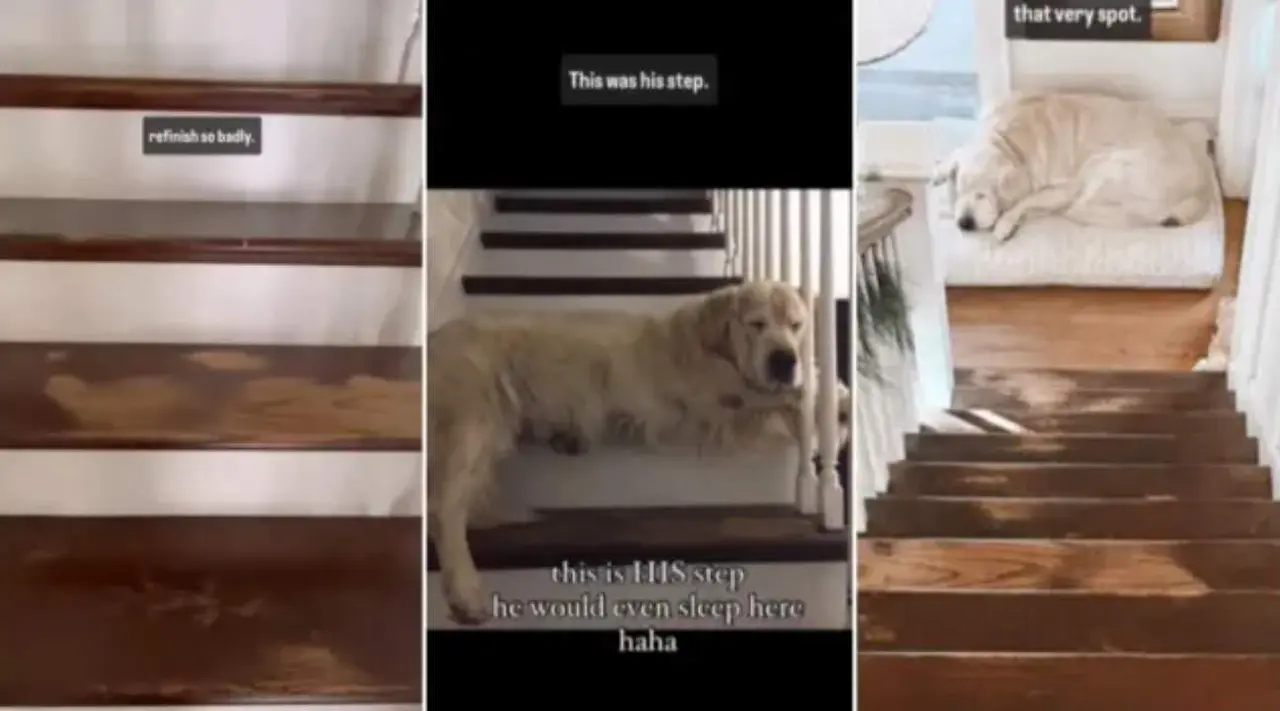  El precioso homenaje a su perro Max 