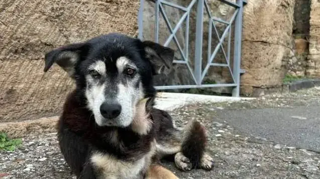  Argo, &uacute;ltimo perro vagabundo de Pompeya. 