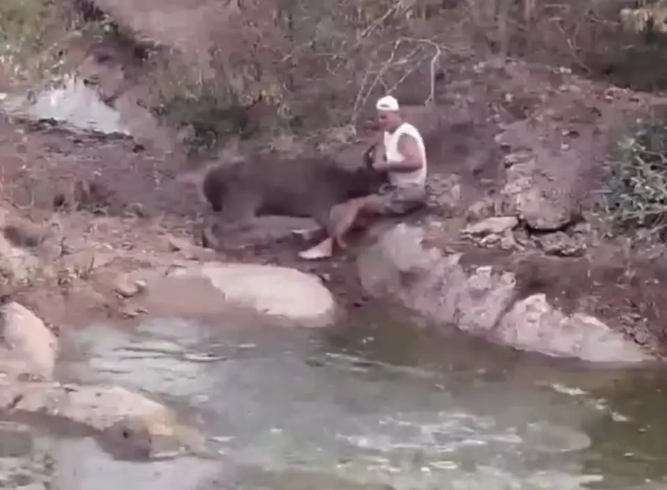  Frank Cuesta siendo atacado por el ciervo 