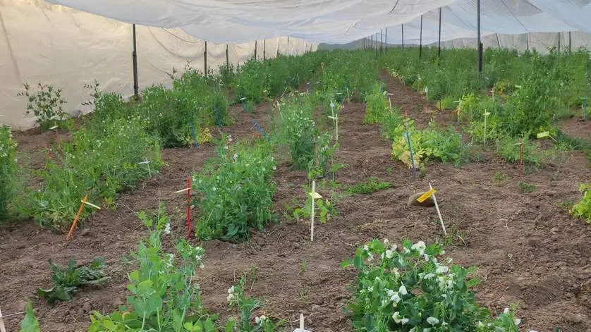  ​La Uni&oacute;n Europea reconoce el valor de las especies silvestres en la mejora gen&eacute;tica de los cultivos. 