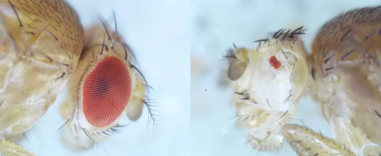  Si durante el desarrollo de Drosophila (izquierda) se aten&uacute;a la v&iacute;a de BMP, los ojos resultantes son considerablemente m&aacute;s peque&ntilde;os (derecha) - FERNANDO CASARES / CABD 