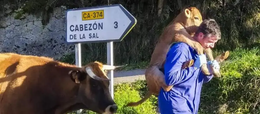  &Aacute;ngel Vega con el ternero (Jos&eacute; Vega) 