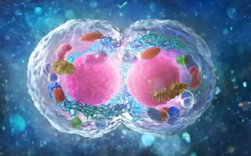  Divisi&oacute;n celular 