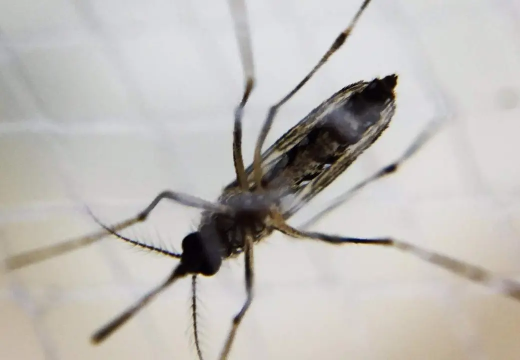  Archivo - Mosquito aedes hembra. - NIAID - Archivo 