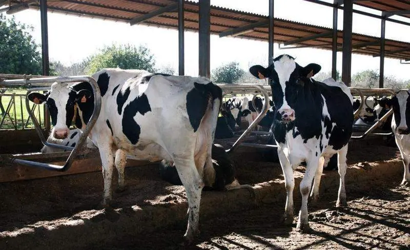  Vacas. Fuente: Europa Press 