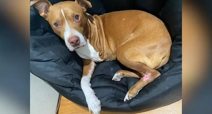  El perro que se cur&oacute; del c&aacute;ncer 