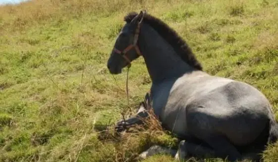  Yegua robada - 20 minutos 