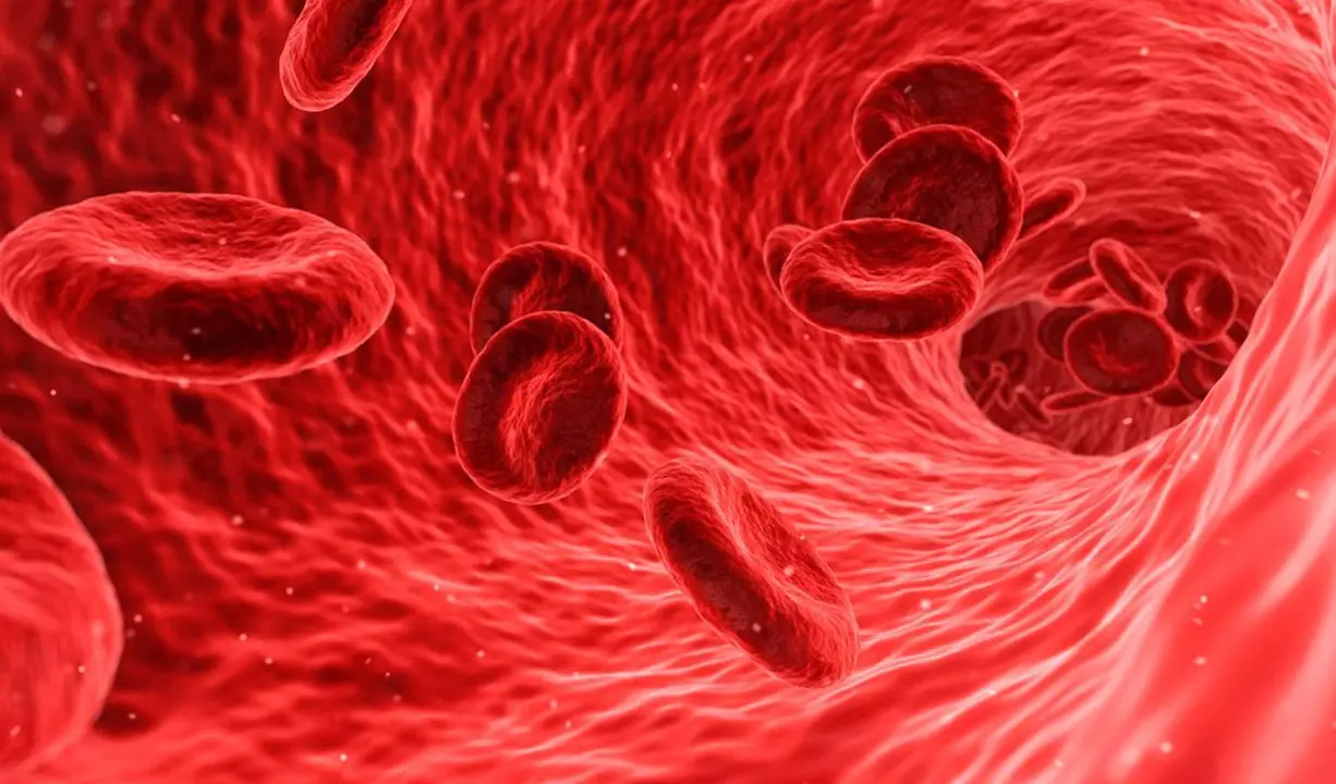  La arteria aorta es reconocida por primera vez como &oacute;rgano independiente en gu&iacute;as internacionales 