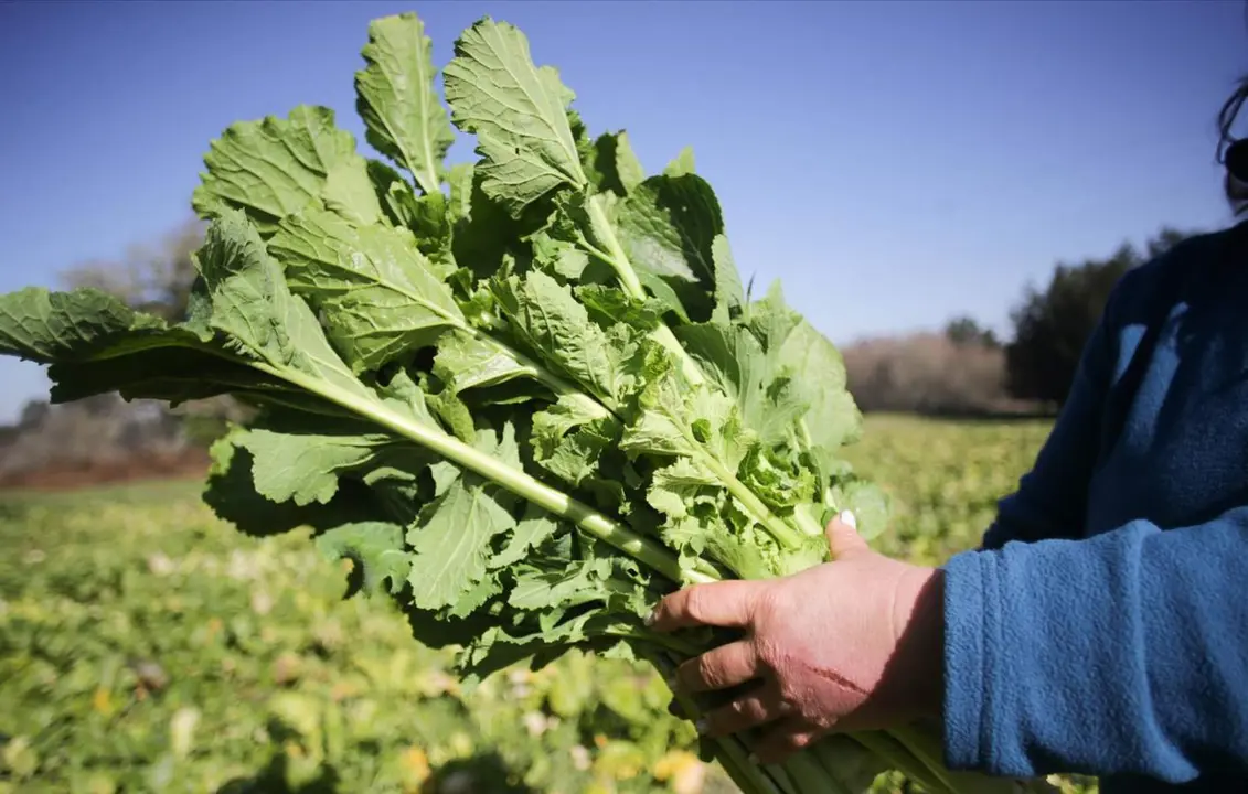  Archivo - Detalle de las manos de una mujer recoge grelos durante la temporada final de la recolecta, en una huerta familiar, a 17 de febrero de 2023, en Xermade, Lugo - Carlos Castro - Europa Press - Archivo 