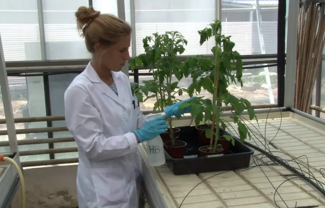  La investigaci&oacute;n Celia Pay&aacute; - UPV 