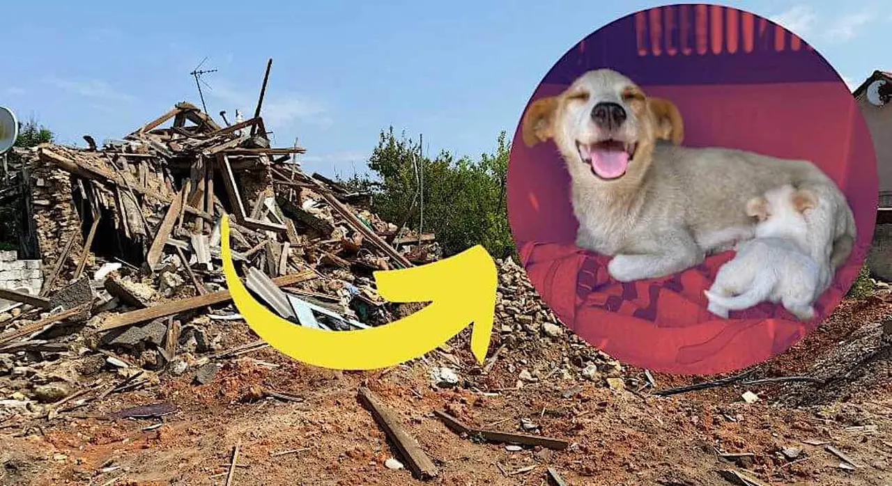  Rescate de animales en Ucrania 