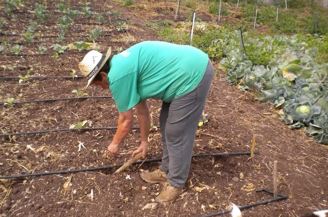  Archivo - Agricultor, agricultura, cultivo, sector primario - CEDIDA - Archivo 