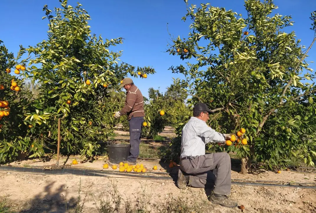  Cultivo de naranjas. EP 