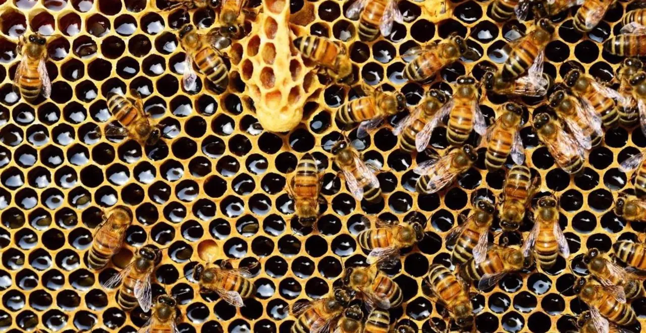  Archivo - Colmena de abejas - GOVERN DE LA GENERALITAT - Archivo 