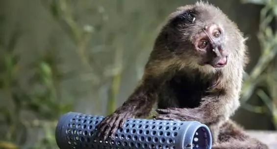  LINITO UNOS D&Iacute;AS ANTES DE PARTIR HACIA SU DESTINO DEFINITIVO. FOTO CREDIT: FUNDACI&Oacute;<br>MONA 
