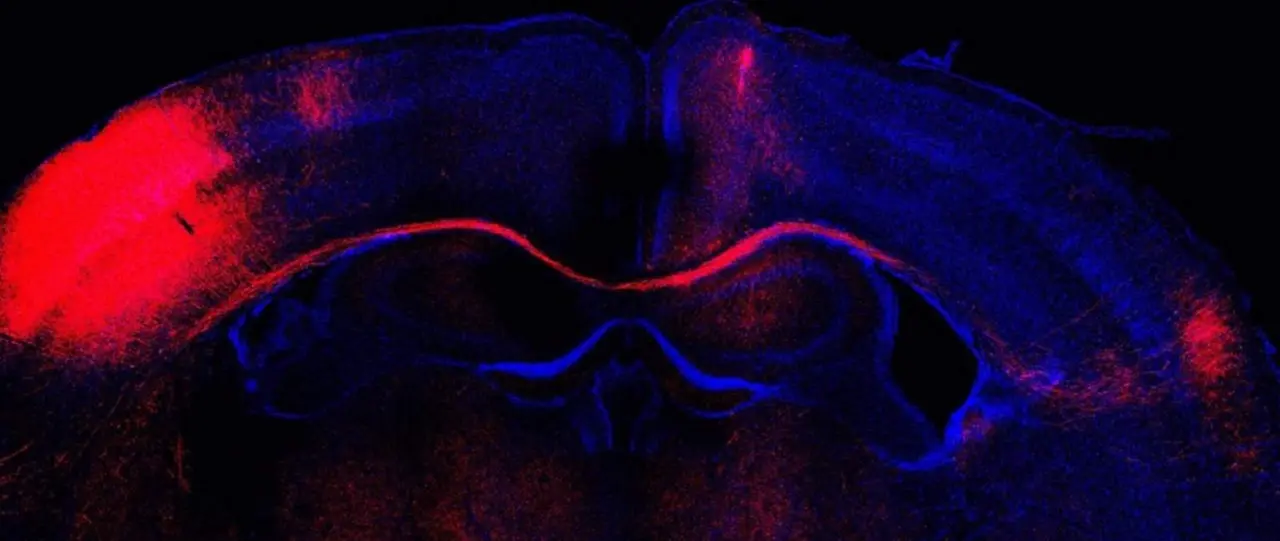  Imagen de microscop&iacute;a de un corte cerebral con las conexiones formadas por neuronas (rojo). - LORENA BRAGG-GONZALO, CNB-CSIC 