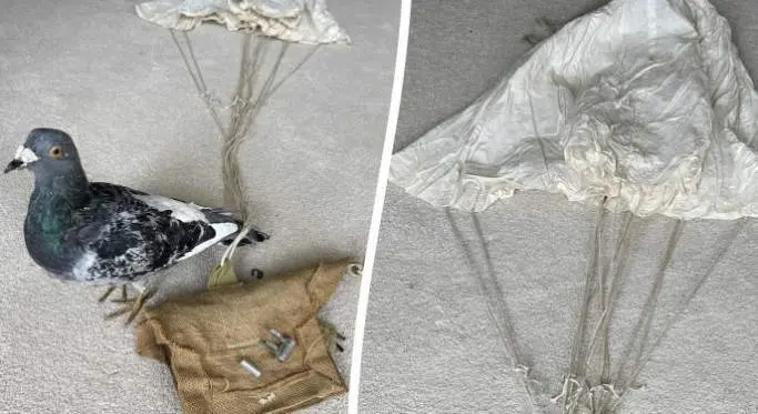  Raro paraca&iacute;das de paloma de la Segunda Guerra Mundial utilizado para llevar mensajes a la resistencia francesa en Normand&iacute;a antes del D&iacute;a D - SWNS 