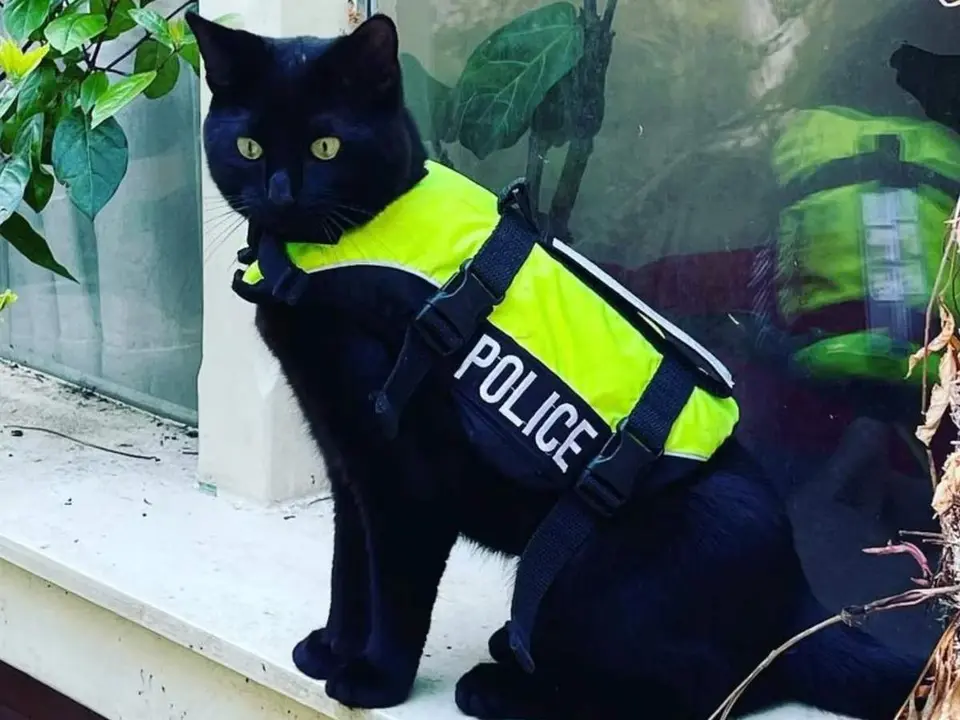  Nimis, el gato polic&iacute;a de &Aacute;msterdam 