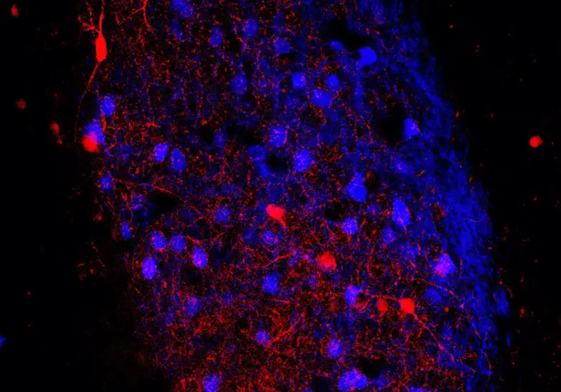  Imagen de la am&iacute;gdala basolateral de un rat&oacute;n Thy1 en que se pueden observar las neuronas excitadoras (de color azul) y las neuronas inhibidoras PV+ (de color rojo). - REMITIDA UNIVERSITAT DE VAL&Egrave;NCIA 