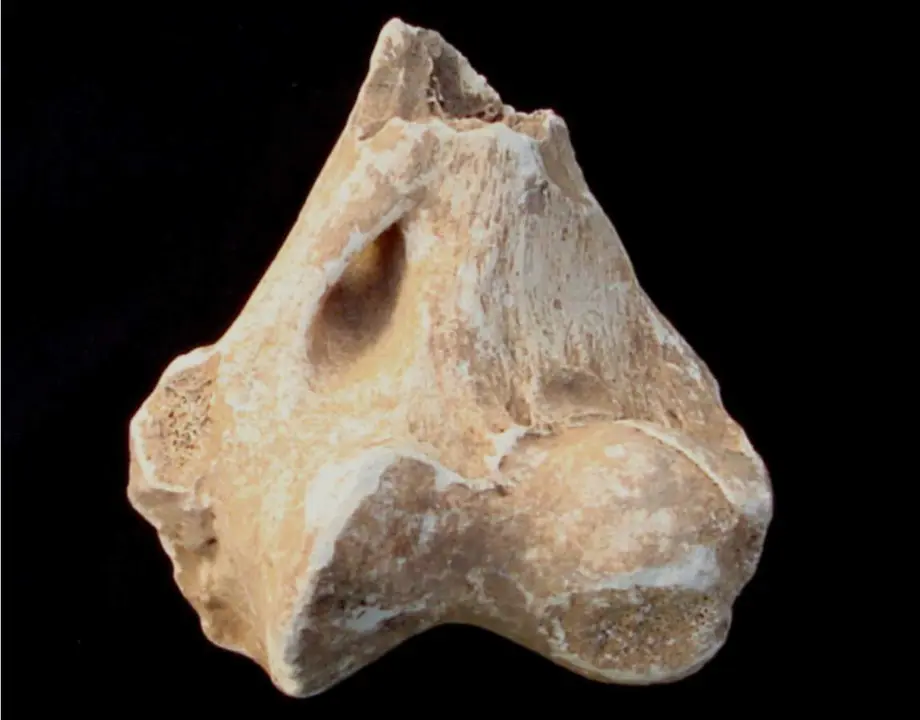  Imagen del fragmento de h&uacute;mero distal analizado por el equipo de investigaci&oacute;n. 