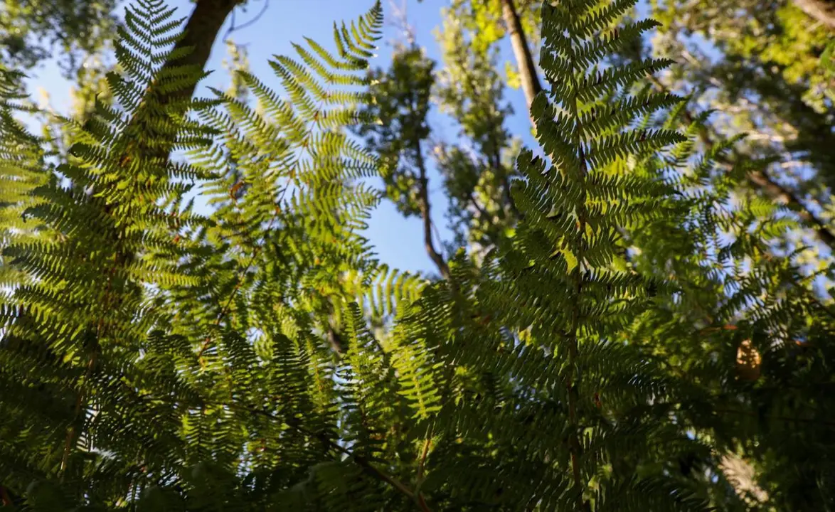  Archivo - Helechos en Rascafr&iacute;a, Madrid (Espa&ntilde;a). - Rafael Bastante - Europa Press - Archivo 