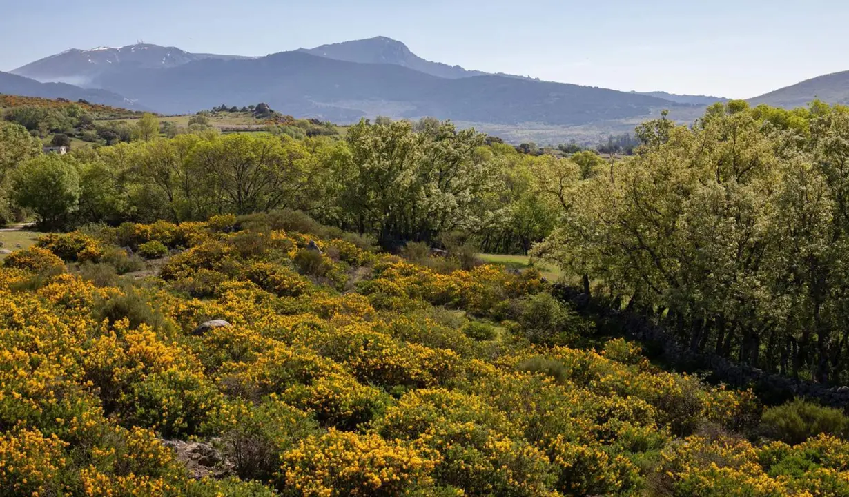 Archivo - Imagen de Los Molinos, Madrid (Espa&ntilde;a). - Rafael Bastante - Europa Press - Archivo 