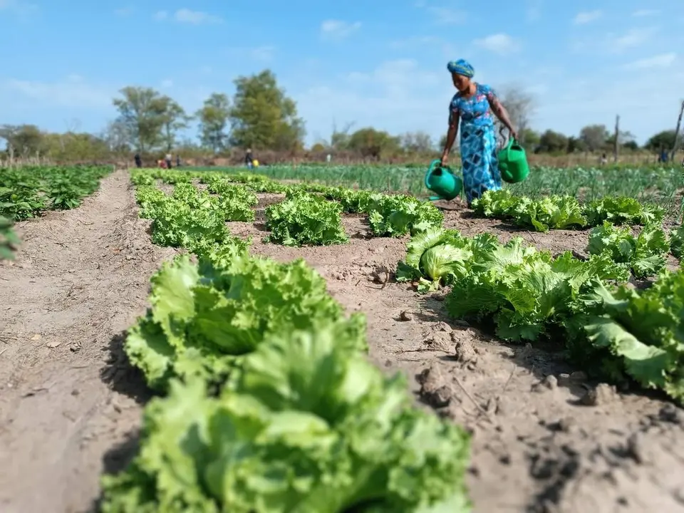  Se&ntilde;ora trabajando en tierras de Madre Coraje en Mozambique 