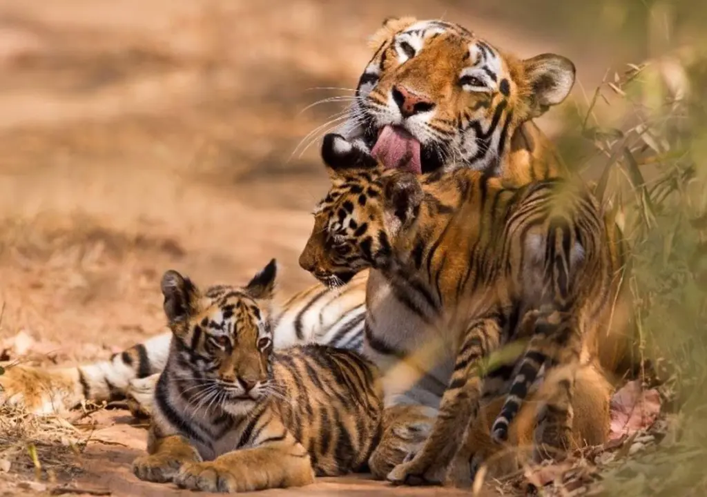  La poblaci&oacute;n de tigres aumenta un 74 % en 13 a&ntilde;os pero sigue amenazada por el tr&aacute;fico ilegal y la destrucci&oacute;n de sus h&aacute;bitats, seg&uacute;n WWF - WWF 