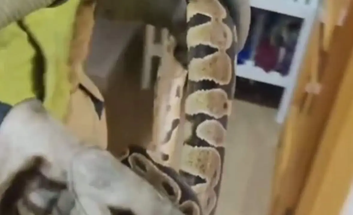  Retirada una serpiente de gran tama&ntilde;o del dormitorio de una vivienda en Sevilla - EMERGENCIAS SEVILLA 