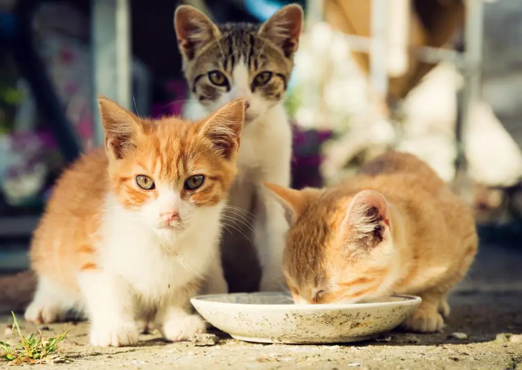  Archivo - Tres gatoss - BIGDUCKSIX//FUNDACI&Oacute;N AFFINITY - Archivo 