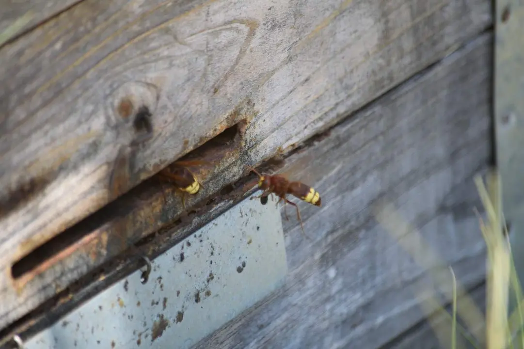  Avisp&oacute;n oriental M&aacute;laga | NP Comunicaci&oacute;n de COAG C&oacute;rdoba 