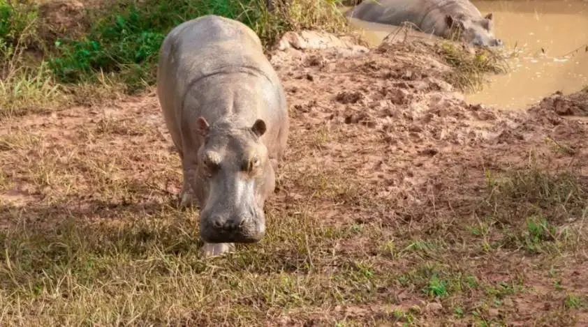  Hipop&oacute;tamos en Colombia 