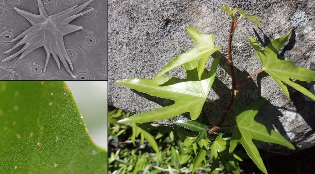  Aspecto de la hiedra ib&eacute;rica, hojas y peque&ntilde;os pelos visto 
