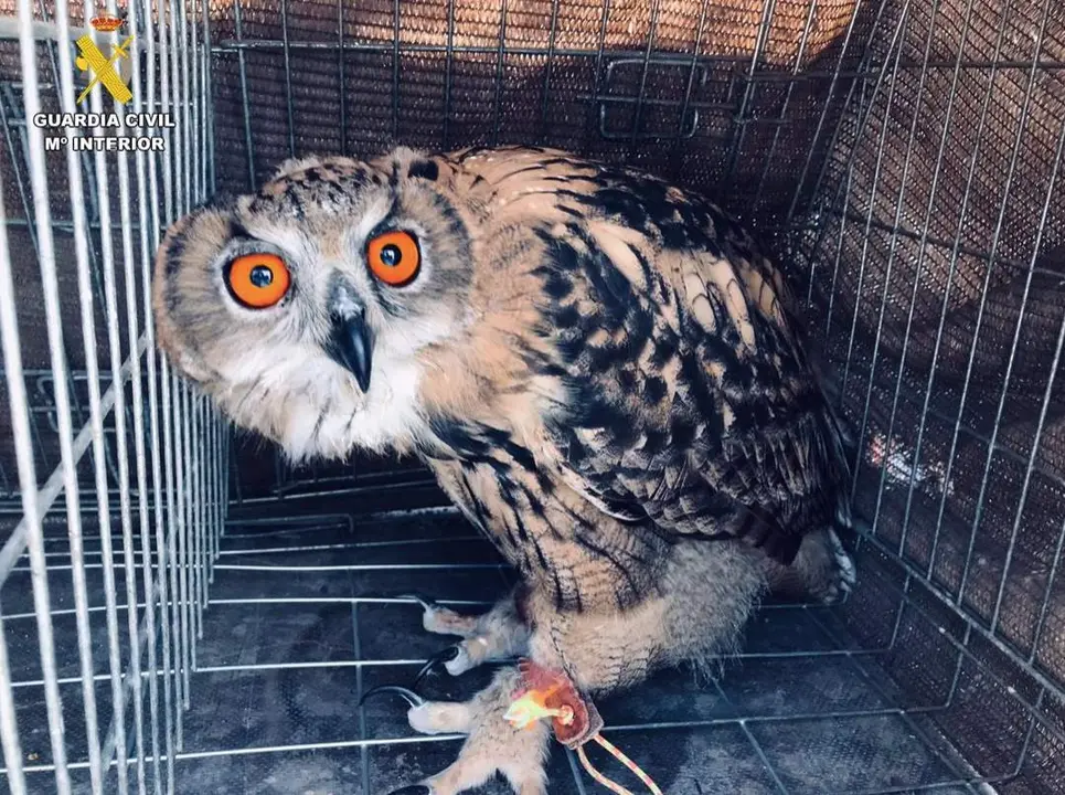  B&uacute;ho real incautado - CEDIDO POR LA GUARDIA CIVIL 