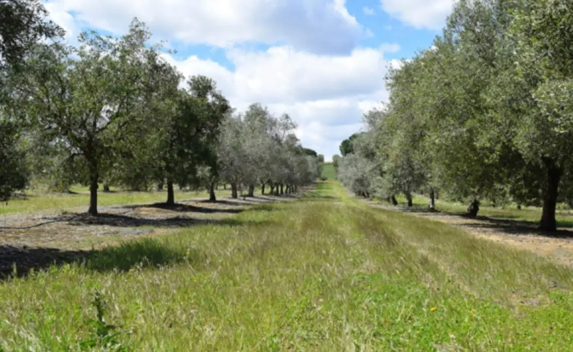  La 'huella' del suelo: un indicador sencillo del impacto que tienen los cultivos en su erosi&oacute;n 