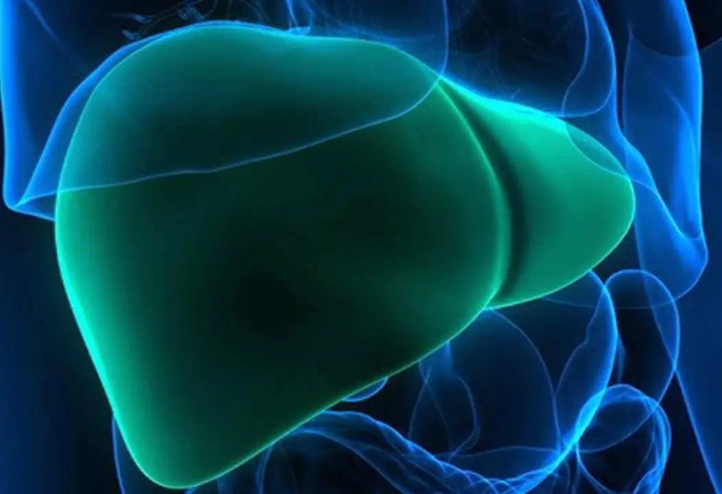  Un estudio identifica una estrategia "potencial" para frenar el desarrollo de la fibrosis hep&aacute;tica - UNIVERSITAT DE BARCELONA 