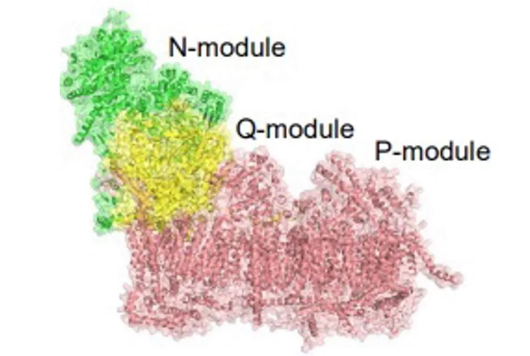  Esquema representando el complejo I mitocondrial con sus diferentes m&oacute;dulos. En verde en el m&oacute;dulo N, el amarillo el m&oacute;dulo Q y en rojo el m&oacute;dulo P. - CNIC 