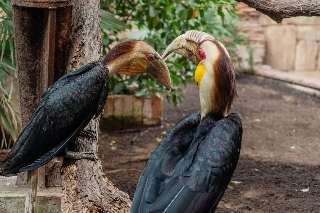  NP Bioparc Fuengirola - Polluelos c&aacute;lao gorginegro 2024 
