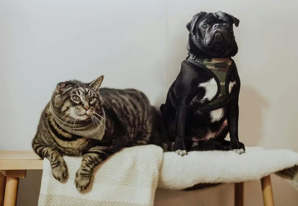  Purina y Clarel lanzan una campa&ntilde;a solidaria para perros y gatos necesitados - PURINA 