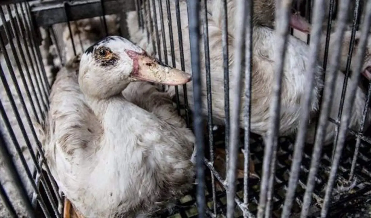  Igualdad Animal entregar&aacute; m&aacute;s de 100.000 firmas el martes en el Congreso contra la alimentaci&oacute;n forzada de patos. - IGUALDAD ANIMAL 