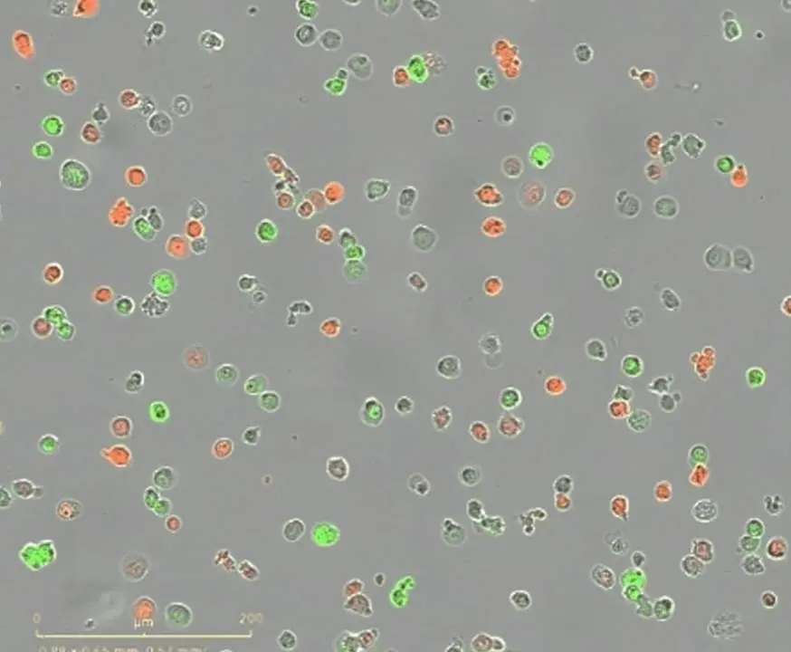  Ensayo de competencia clonal en el que se aprecian poblaciones de c&eacute;lulas con distintas mutaciones. Seg&uacute;n la mutaci&oacute;n, cada poblaci&oacute;n de c&eacute;lulas est&aacute; te&ntilde;ida de un color distinto. - LARISSA HAERTLE / CNIO 