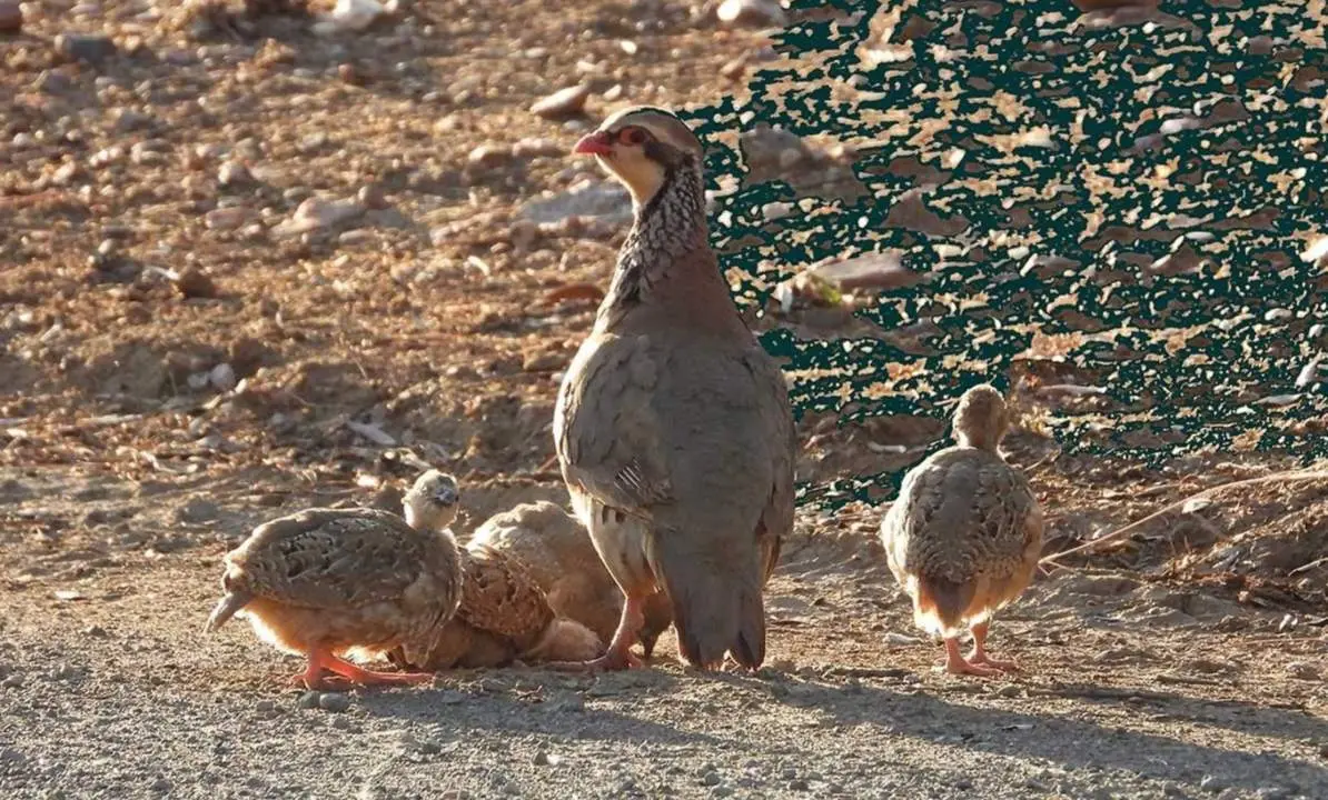  La perdiz roja registra un "buen" a&ntilde;o de cr&iacute;a con el doble de j&oacute;venes que de adultos, seg&uacute;n el Observatorio Cineg&eacute;tico. - FUNDACI&Oacute;N ARTEMISAN 