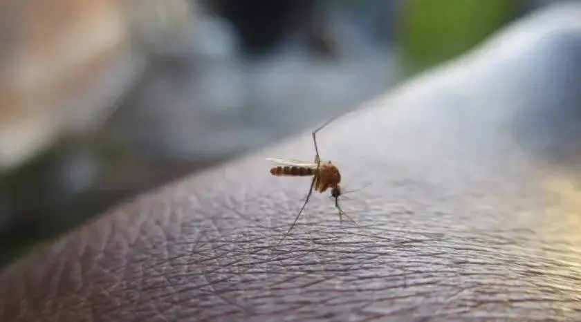  Un mosquito a punto de picar a una persona 