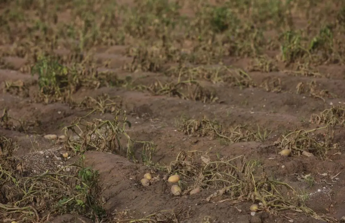  Estragos ocasionados por la DANA en un campo de cultivo. - Rober Solsona - Europa Press 
