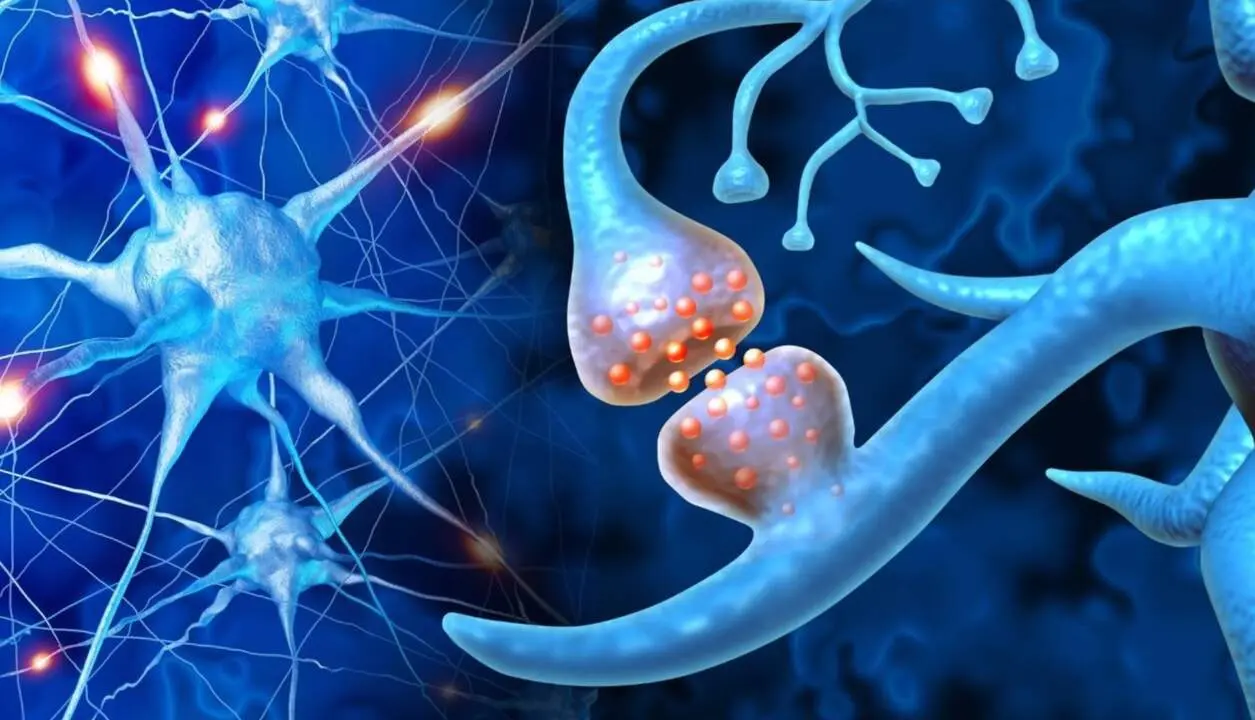  Conexi&oacute;n neuronal - CSIC 