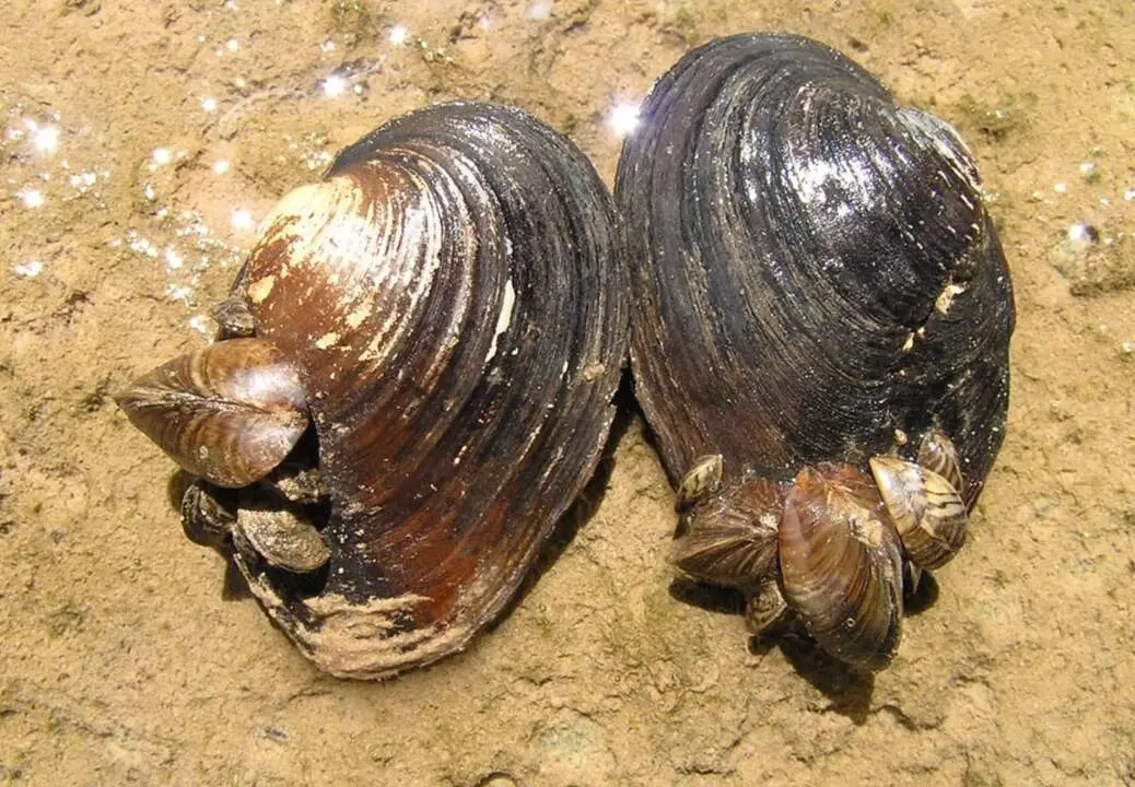  Archivo - Mejill&oacute;n cebra - DFA - Archivo 